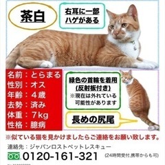 猫を探しています
