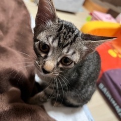 美猫【トライアル中】
