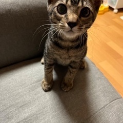 灼熱の田んぼで産まれた兄弟 − 埼玉県