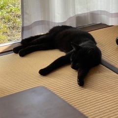 期限11/15まで。🐈‍⬛推定5〜6歳のノラ♂  愛を与えてあげ...