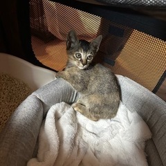 子猫　生後2ヶ月　女の子です！ - 猫