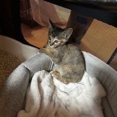 子猫　生後2ヶ月　女の子です！ − 滋賀県