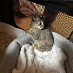 子猫　生後2ヶ月　女の子です！ - 東近江市