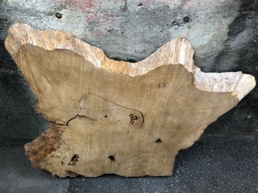希少　欅の切り株　ニス吹き付け処理済み