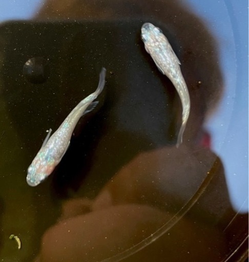 本家直系　ゴブリン若魚　５匹＋α 現物出品