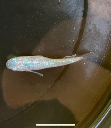本家直系　ゴブリン若魚　５匹＋α 現物出品