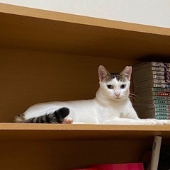オッドアイ前髪短めパッツン