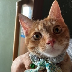 保護猫　茶とら生後約6か月
