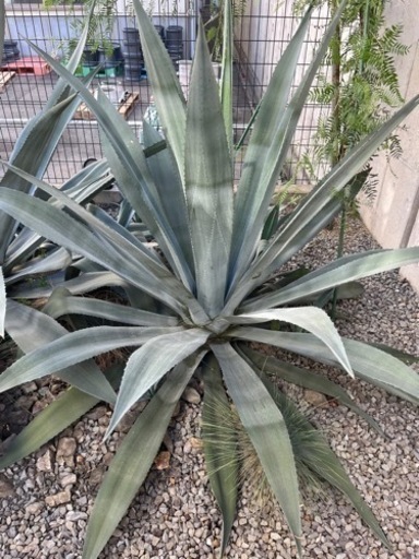 アガアオノリュウゼツラン　大型　竜舌蘭　ドライガーデン