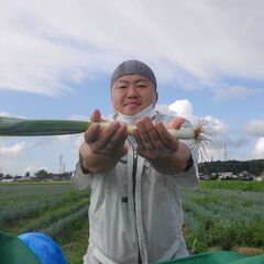 甘くてやわらかい長ねぎ☆１箱２L～M10本づつ30本入り☆秋田県産☆の画像