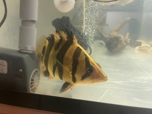 ダトニオ　プラスワン