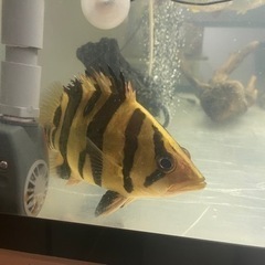 ダトニオ　プラスワン　