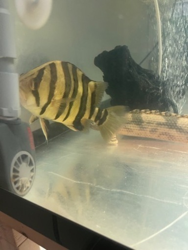 ダトニオ　プラスワン　