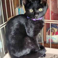 艶々スレンダーな黒猫　４か月の男の子　リン君