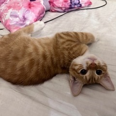 3ヶ月の茶トラ