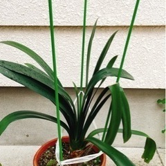 クンシラン①の画像