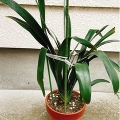 クンシラン②の画像