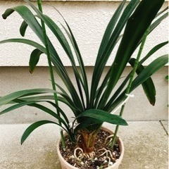 クンシラン③の画像