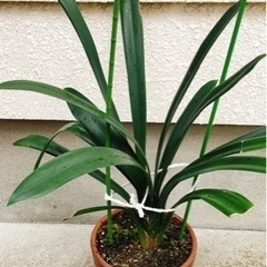 クンシラン④の画像