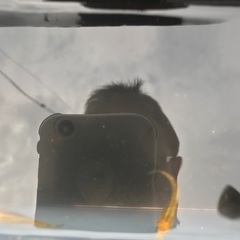 レクリス　成魚　種親候補　1匹200円の画像