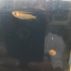 レクリス　成魚　種親候補　1匹200円