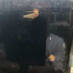 レクリス　成魚　種親候補　1匹200円の画像