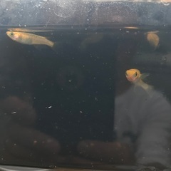 レクリス　成魚　種親候補　1匹200円の画像