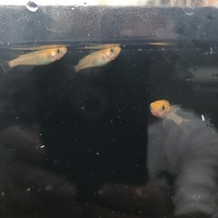 レクリス　成魚　種親候補　1匹200円の画像