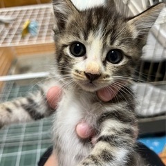 とても可愛い子猫ちゃん❣️