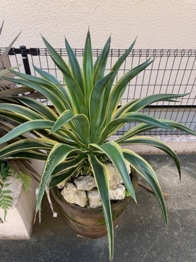 アガベ　ベネズエラ　鉢付き　大型