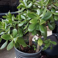 植物