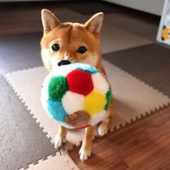 【犬友募集(*´꒳`*)♪】※豆柴を飼っています。