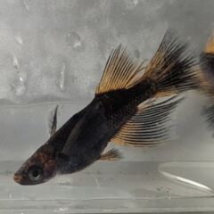 🐦５式タイプRリアルロングフィン　１ペア　種親候補🤩👍