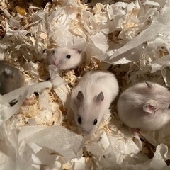 ジャンガリアンハムスター　どなたかもらってください