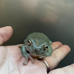イエアメガエル、CB飼い込み個体