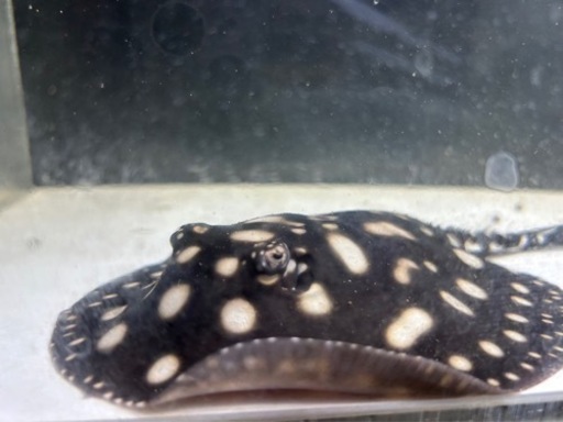 ダイヤモンドスティングレイ