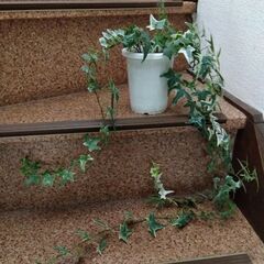 観葉植物　ヘデラ