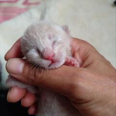 【内定】クリームトラの次男　8.24生の子猫