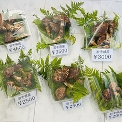岩手県産　松茸