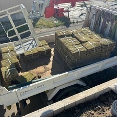 高麗芝　1束　100円SALE💦