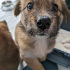 パピーマツモちゃんにハッピーライフ家族募集（川口市）