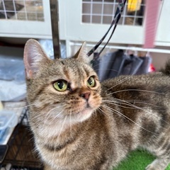 里親募集🐱アメショ女の子6歳