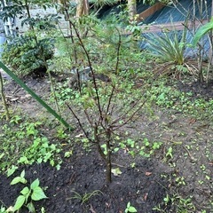 山椒　H600の画像