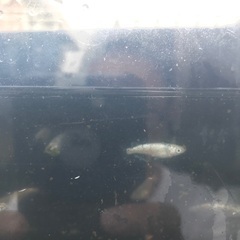 サボテン　メダカ　種親候補　1匹200円の画像