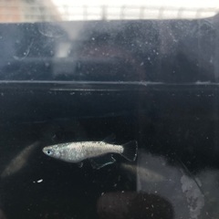 サボテン　メダカ　種親候補　1匹200円