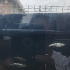 サボテン　メダカ　種親候補　1匹200円の画像