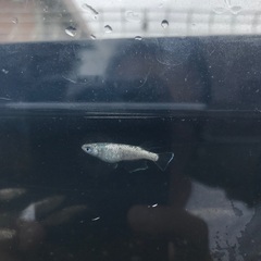 サボテン　メダカ　種親候補　1匹200円の画像