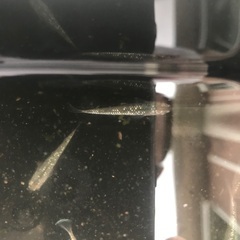 サボテン　メダカ　種親候補　1匹200円の画像