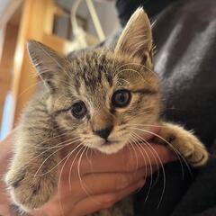 ハンディのある子猫ですが幸せを。
