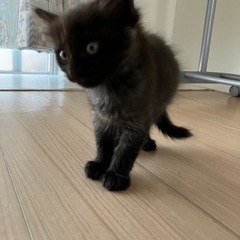 決まりました